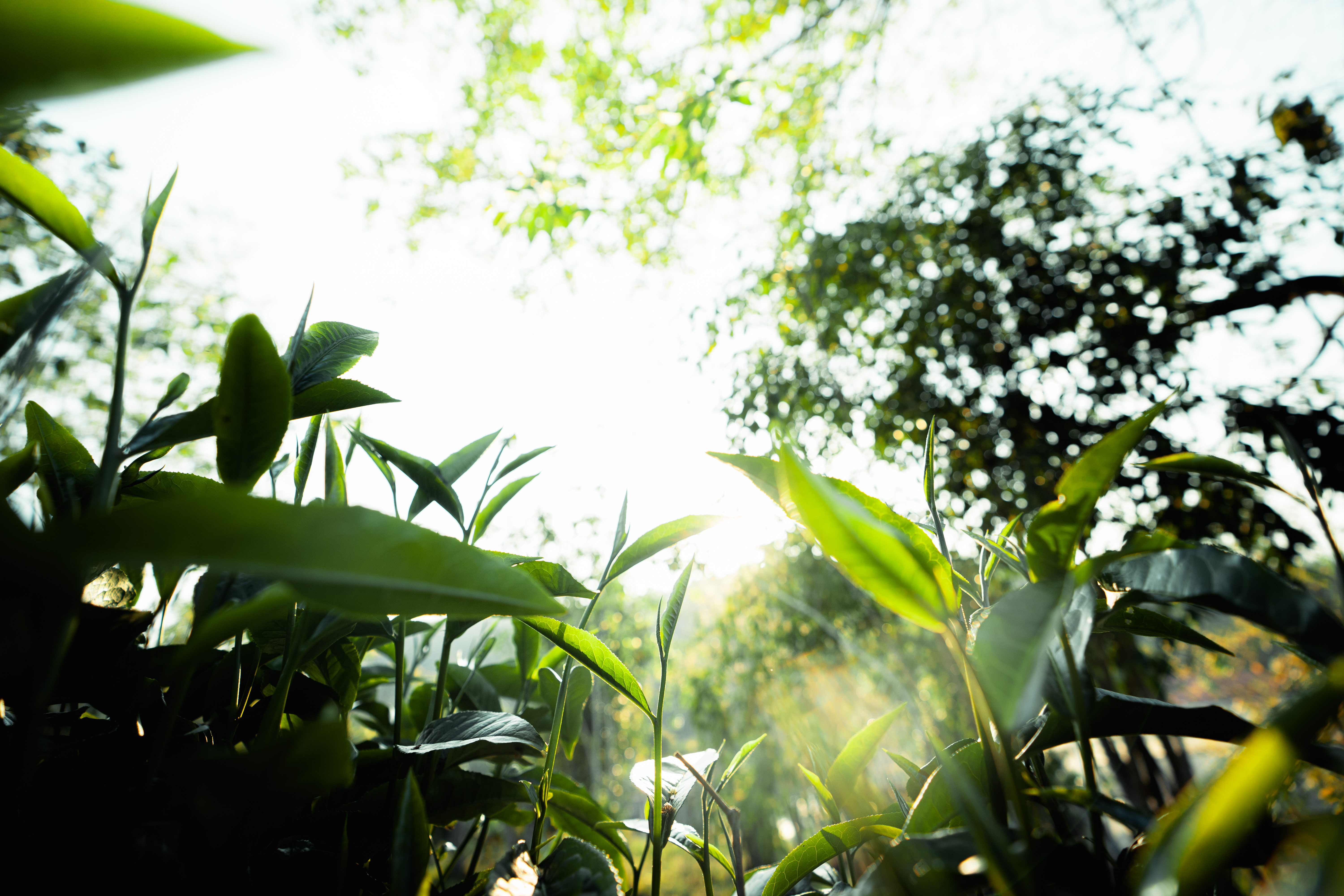 Image for article: GREEN TALENT launches its first social media campaign: GREEN TALENT Work Packages
